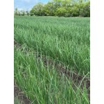 Прімула F1 10000 насіння червоної озимої цибулі, Libra Seeds, Італія